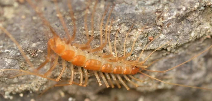Bro#27 - Centipede, Flycatcher, Arthropods, Millipodaphobia