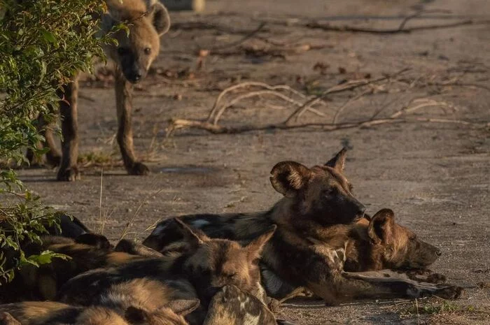 Truce - Hyena, Spotted Hyena, Hyena dog, Endangered species, Canines, Predatory animals, Wild animals, wildlife, Reserves and sanctuaries, South Africa, The photo, Longpost