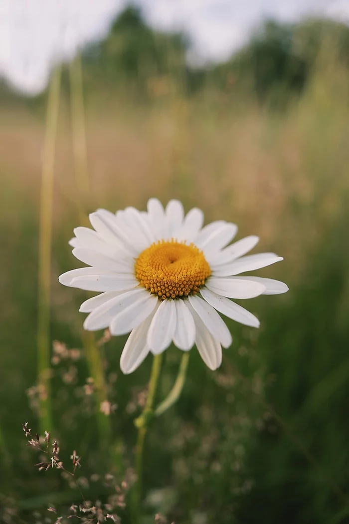 Chamomile - My, The photo, Nature, Walk, Flowers, Sony, Chamomile, Longpost, I want criticism