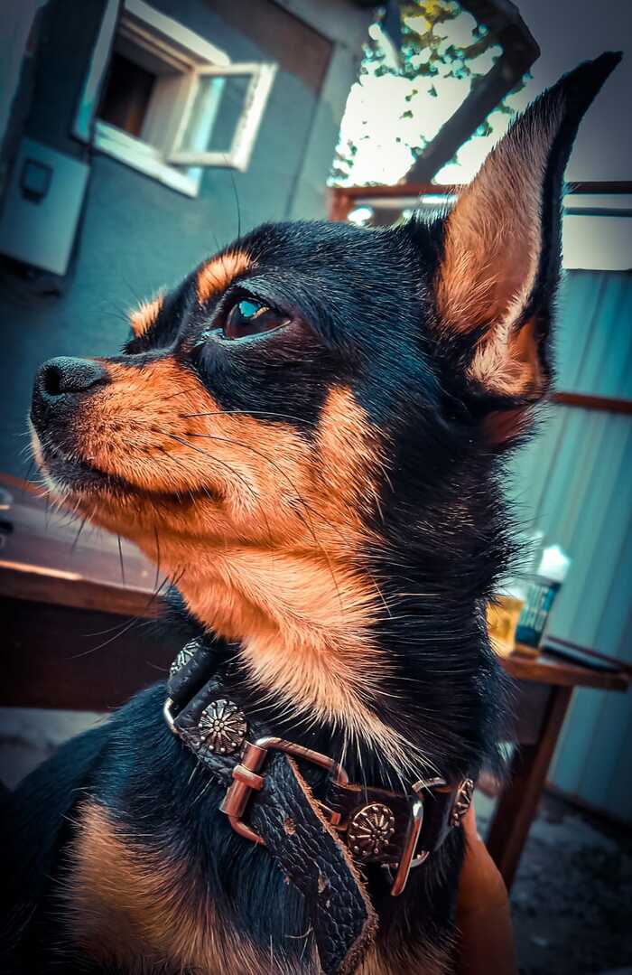 The Evil Beast - My, Chihuahua, Dog