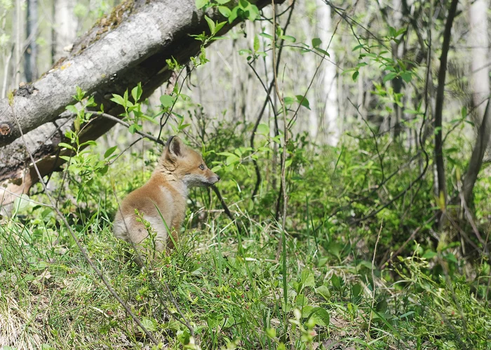 Meeting with a fox - My, Fox cubs, Leningrad region, Longpost, Fox, Canines, Predatory animals, Wild animals, Young