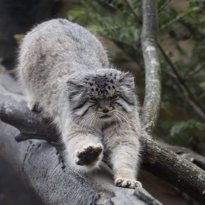 Disgruntled sips - Pallas' cat, Pet the cat, Cat family, Small cats, Puffs, Fluffy, Predatory animals, Wild animals, The photo, Zoo