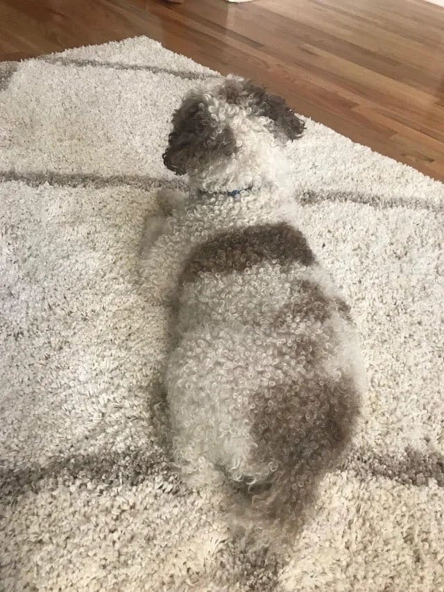 Camouflage 101 lvl :) - Dog, Disguise, Carpet