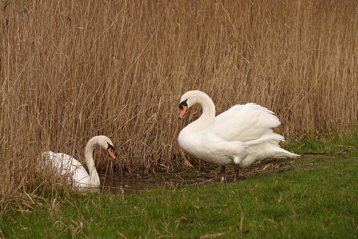 Лебединая пара