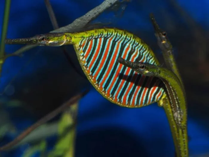 Rainbow Needlefish: A freshwater relative of the seahorse. Their males inflate the belly and bear cubs instead of ladies. - A fish, Animal book, Yandex Zen, Longpost, Needlefish