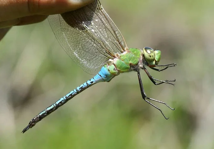 June Watchman: There are migratory birds, and these are migratory dragonflies! Crowds fly to the south so as not to die in winter - Dragonfly, Arthropods, Animal book, Yandex Zen, Longpost, Insects