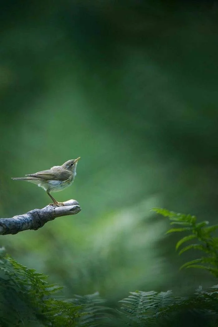 Nightingale - My, Forest, Nature, The nature of Russia, Mobile photography, Nightingale, Birds, Walk in the woods, Camping, Travel across Russia