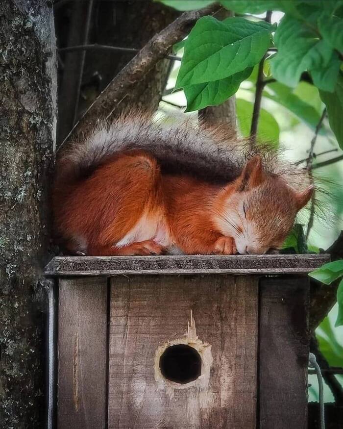 Squirrel rests on a birdhouse - My, Forest, Nature, The nature of Russia, Mobile photography, Squirrel, beauty of nature, Walk in the woods, Camping, Wild animals, wildlife, The photo, Birdhouse