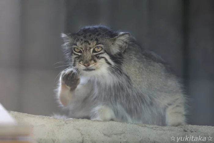 Response to the post Hoba! - Pallas' cat, Pet the cat, Small cats, Cat family, Reply to post, Predatory animals, Wild animals, Zoo, Fluffy, Hoba