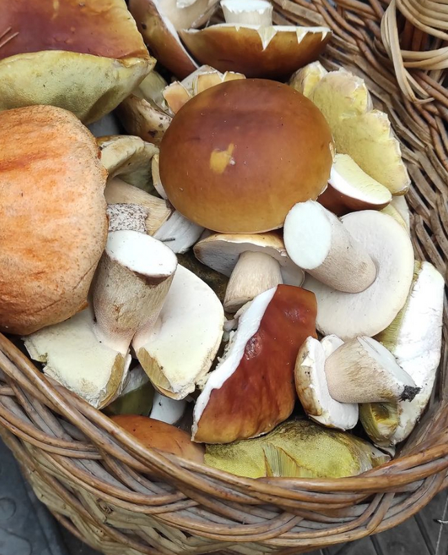 Forest Gifts - Mushrooms, Summer