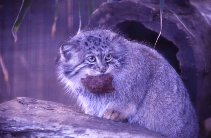 Manul was once sent a piece of meat by God... - Pallas' cat, Pet the cat, Small cats, Cat family, Predatory animals, Wild animals, Fluffy, Zoo, Meat