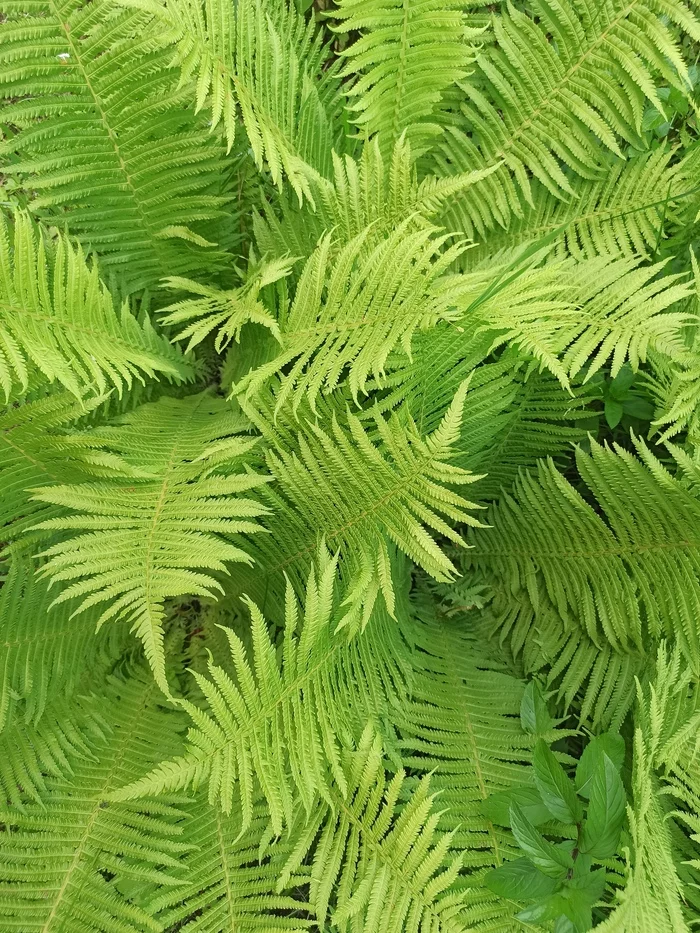 Fern - My, Mobile photography, The photo, Fern, Plants