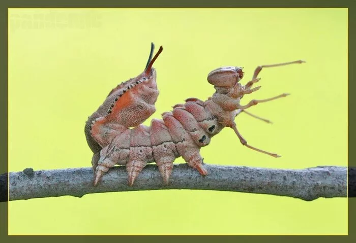 WE COMBINED THE DNA OF THE CATERPILLAR AND THE SPIDER TO RELEASE 1000 INTO THE WILD! - My, Interesting, Animals, The science, Informative, Biology, Research, Scientists, Nauchpop, Around the world, Sciencepro, The national geographic, Memes, Experiment, Stranger, Xenomorph, Horror, Horror, Video, Video VK, Longpost