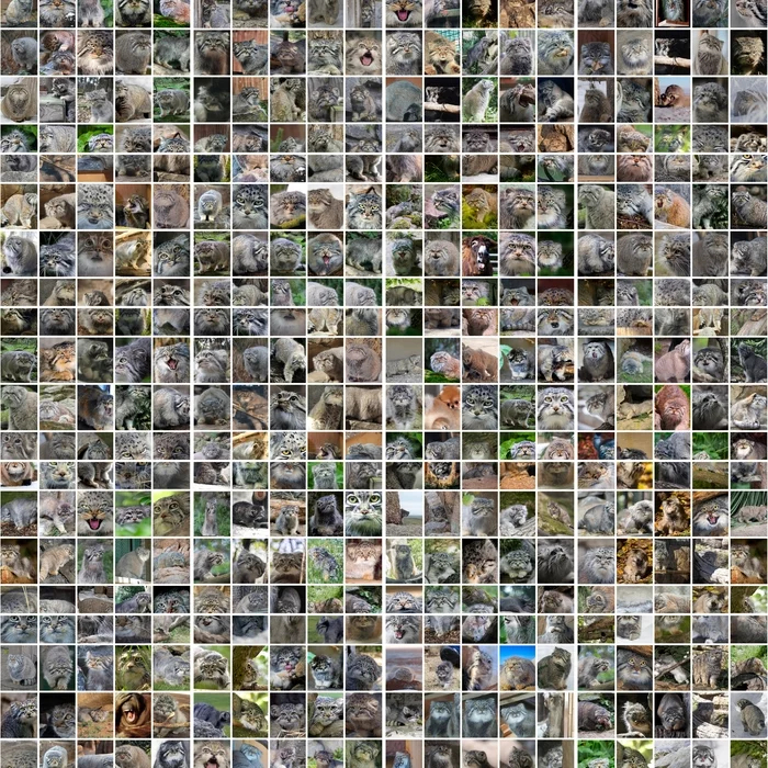 975 manuls. There are 14,025 fluffies left to pet! - Pallas' cat, Pet the cat, Small cats, Cat family, Predatory animals, Wild animals, Collage