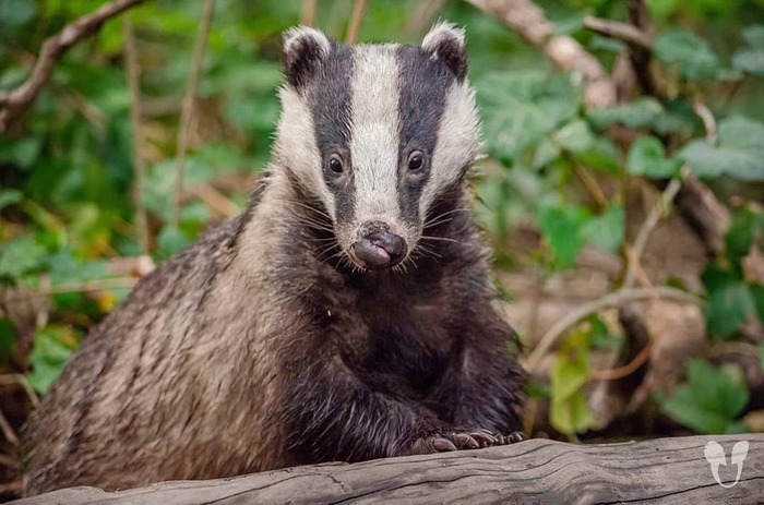Боевой барсук