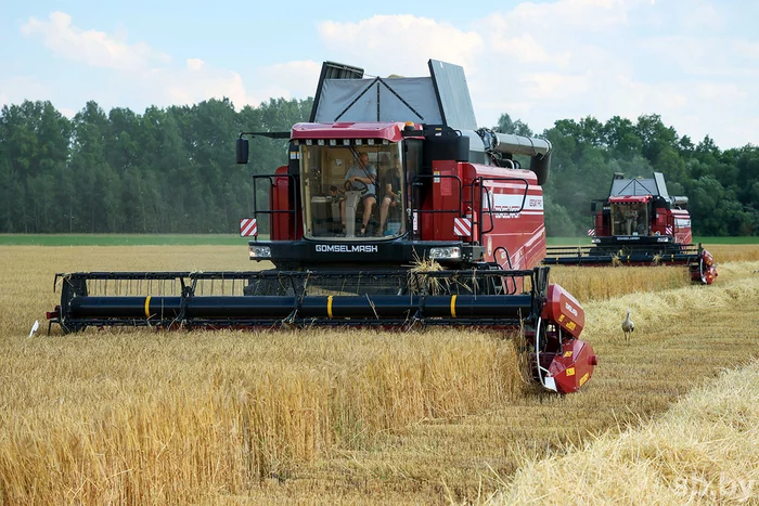 Harvesting-2022: Voznesensky OJSC grew a record barley harvest - Republic of Belarus, Сельское хозяйство, Winter crops, Barley, Harvest, Harvesting, Longpost