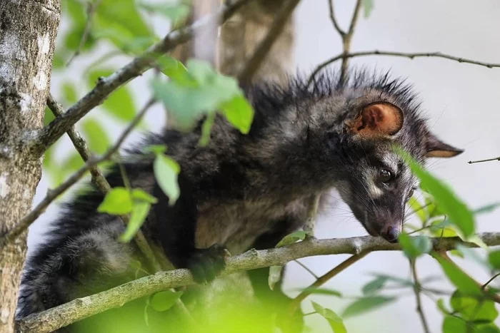 Musang - Musang, Wyvernaceae, Predatory animals, Wild animals, wildlife, Sri Lanka, The photo, Tree