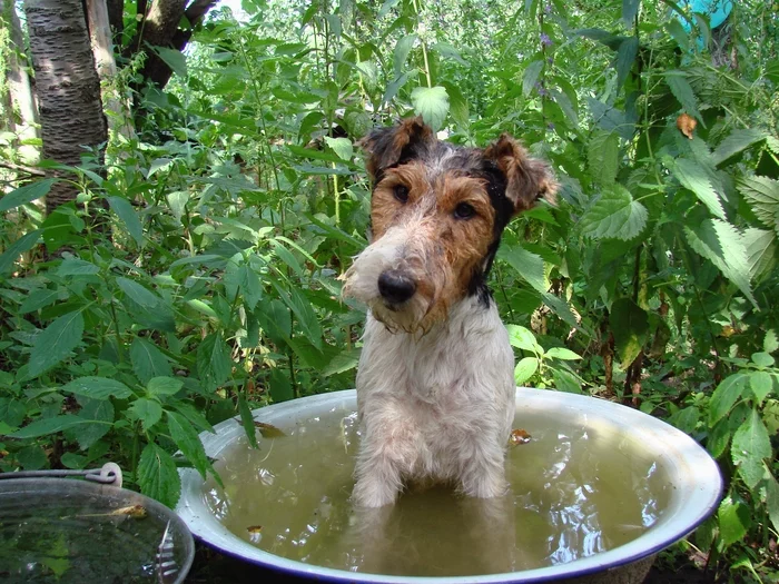 Live reproach - My, Dog, Puppies, Pets, Fox terrier, The photo, Summer