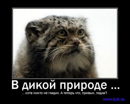 Old-fashioned continue to stroke the manuls (part 2) - Screenshot, Pallas' cat, Pet the cat, Mat, Memes, Repeat, Boobs, Longpost