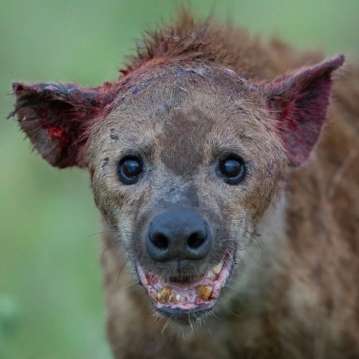 Portrait of a Hyena Just Got a Kick from a Rival Clan - Hyena, Spotted Hyena, Predatory animals, Wild animals, wildlife, Reserves and sanctuaries, Masai Mara, Africa, The photo, Blood
