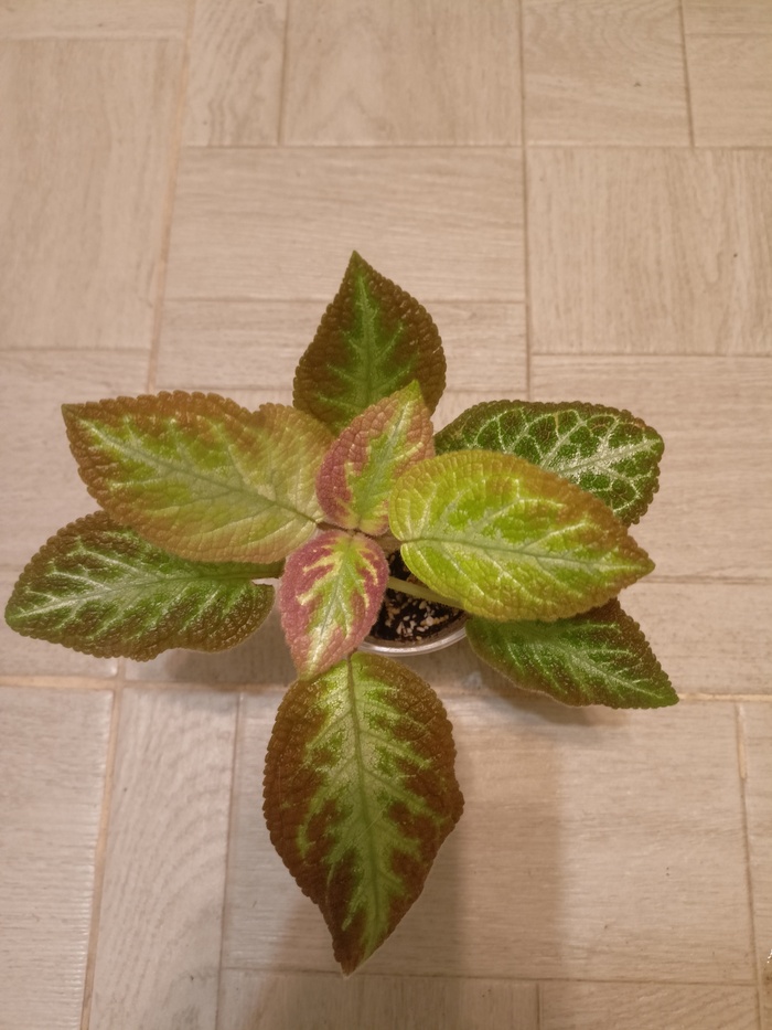 Сорт акварельной эписции