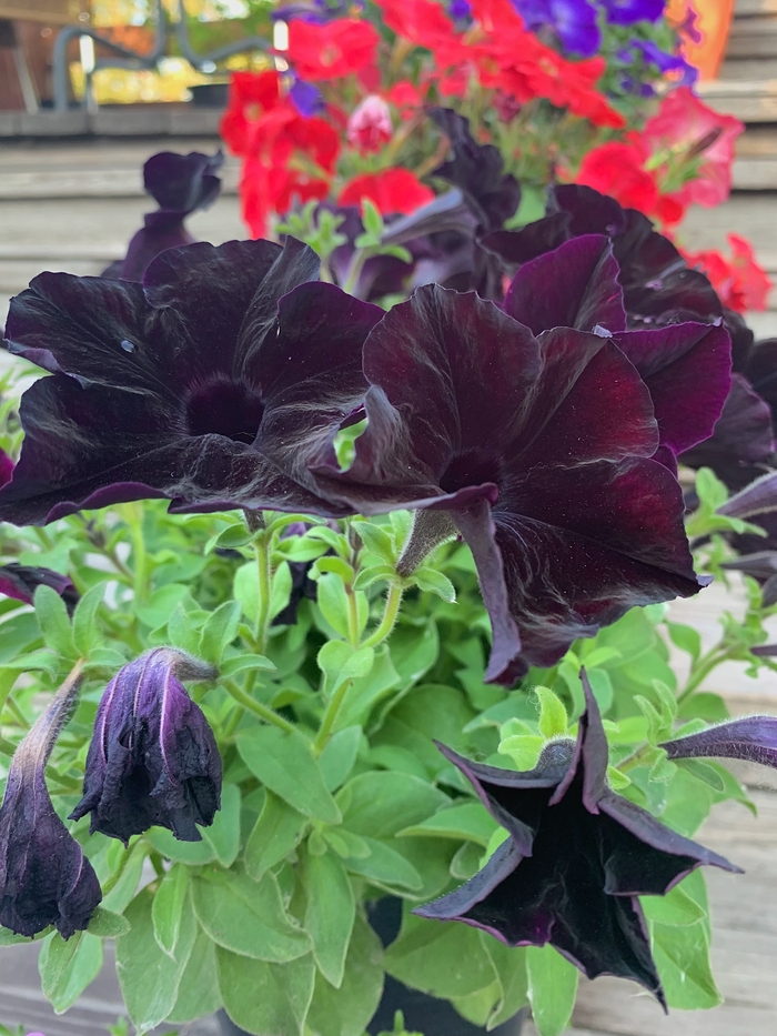 Чёрный бархат