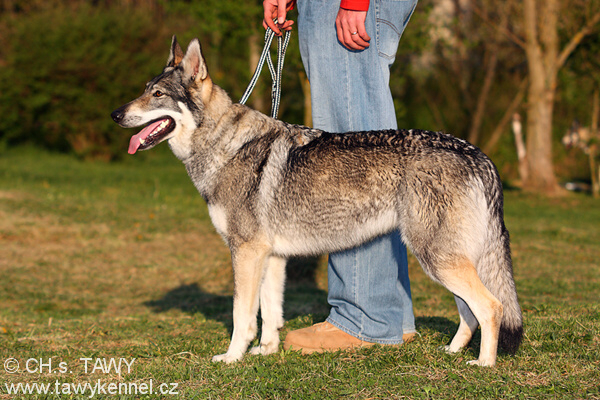 Similar? - My, Czechoslovak Vlcak, Dog, Longpost