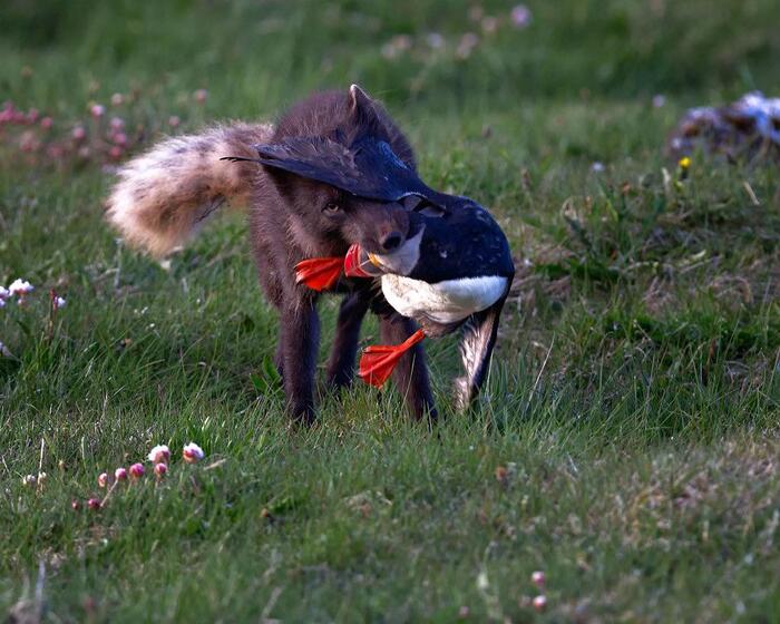 The Arctic Fox Caught the Dead End - Arctic fox, Dead end, Animals, Wild animals, Predatory animals, Canines, Birds