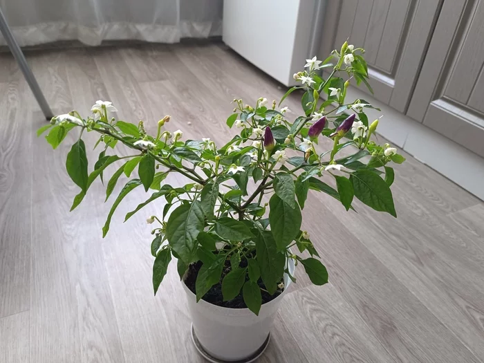 Please tell me the variety - My, Hot peppers, Growing, Garden, Windowsill