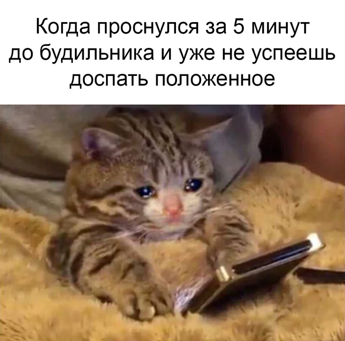 Every day: - cat, Humor, Memes, Vital, Picture with text