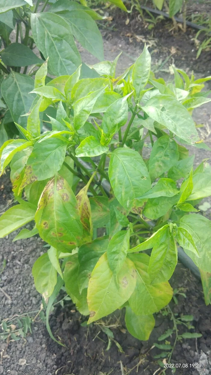 Jalapenki in the open ground - My, Jalapeno, bitter, Longpost