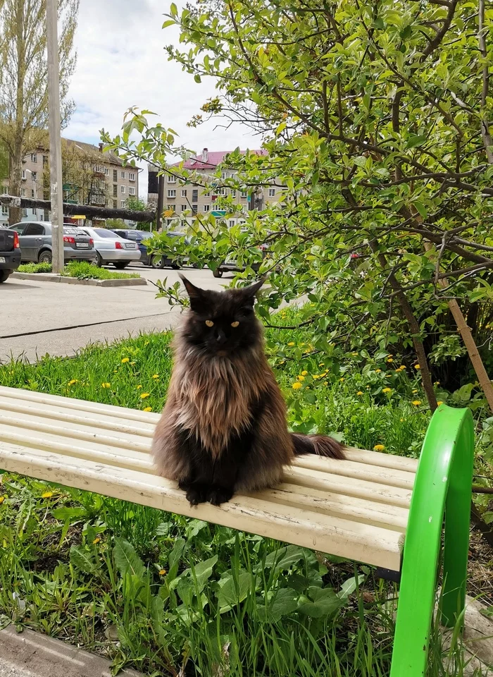 Baron - My, cat, Maine Coon, Pets, Paws