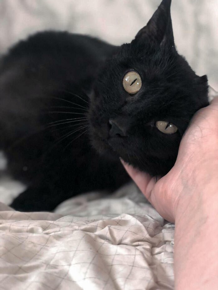 Грустная история Синди стара как мир Бездомные животные, В добрые руки, Помощь животным, Спасение животных, Волонтерство, Кот, Черный кот, Дача, Ветеринария, Помощь, Москва, Московская область, Без рейтинга, Длиннопост