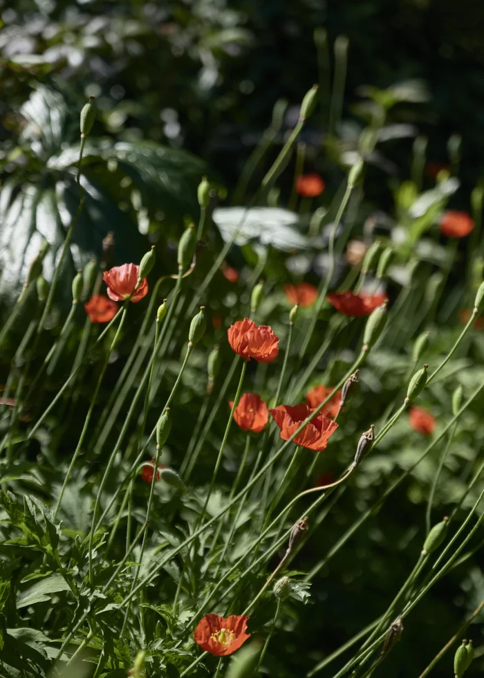 Poppies - My, Botanical Garden, Plants, Poppy, Summer, The photo, Fujifilm, Bloom