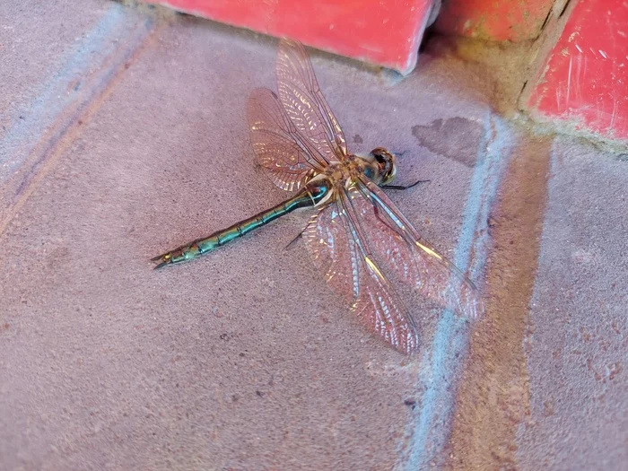 Beautiful - My, Dragonfly, Beautiful, Insects