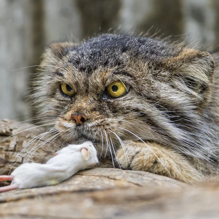 When I found out... - Pallas' cat, Pet the cat, The photo, Cat family, Predatory animals, Wild animals, Small cats, Kung Fu Panda, Mouse, Opening