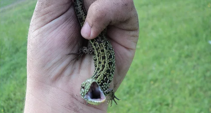 Jumping lizard: The most common lizard in Russia. How do our field reptiles live? - Jumping lizard, Lizard, Animal book, Yandex Zen, Longpost, Reptiles