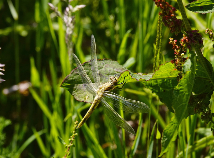 Попрыгунья-стрекоза