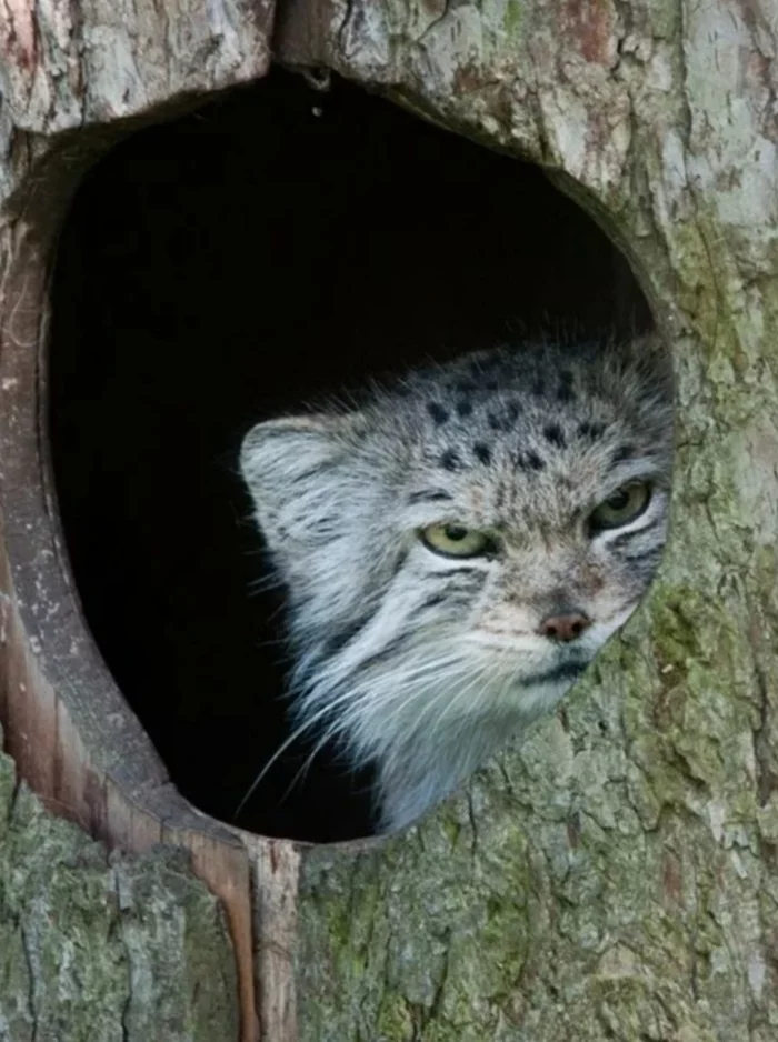 Response to the post Rota, pa-a-adyom!!! - Pallas' cat, Pet the cat, Small cats, Cat family, Predatory animals, Wild animals, The photo, Don't yell, Dream, Reply to post