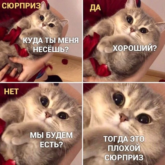 Плохой сюрприз( - Сюрприз, Кот, Еда, Картинка с текстом