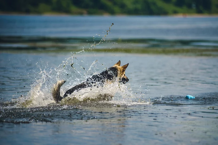 Tai and Guerra - My, The photo, Pets, Dog, Volga river, Tutaev, Summer, Water, East European Shepherd, Longpost