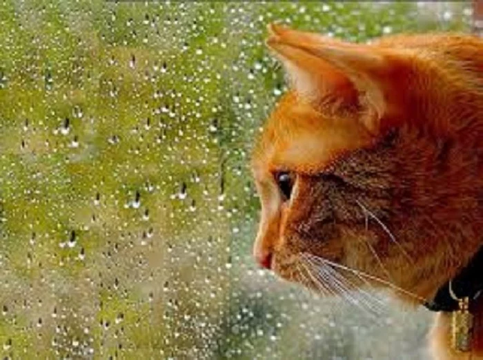 Just the way you wanted it - cat, Rain, Unfulfilled dreams, Wish