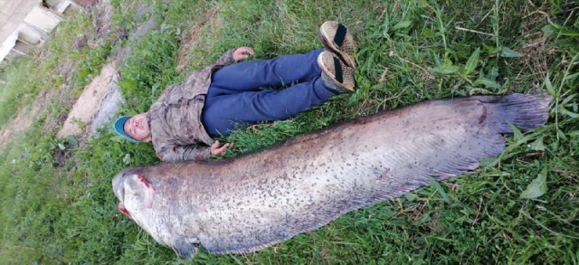 A giant monster larger than a man was pulled out of the Volga - Fishing, Catfish, Giants, Repeat