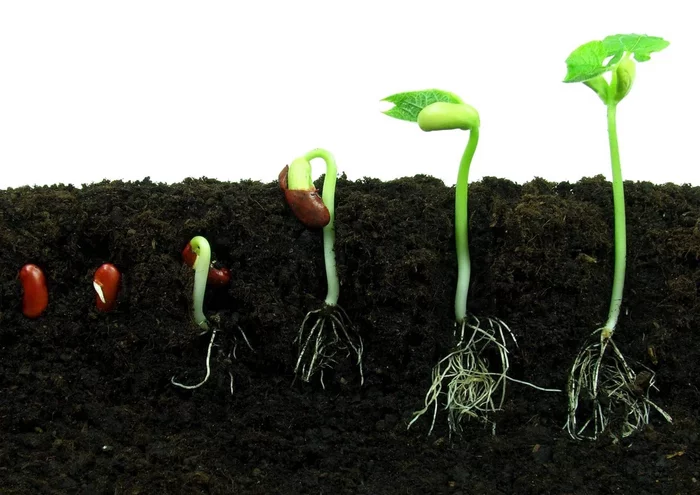 Can plant seeds germinate in the stomach? - My, Biology, Plants, Yandex Zen, Flowers, Nature, Seeds, Book of Plants, Longpost