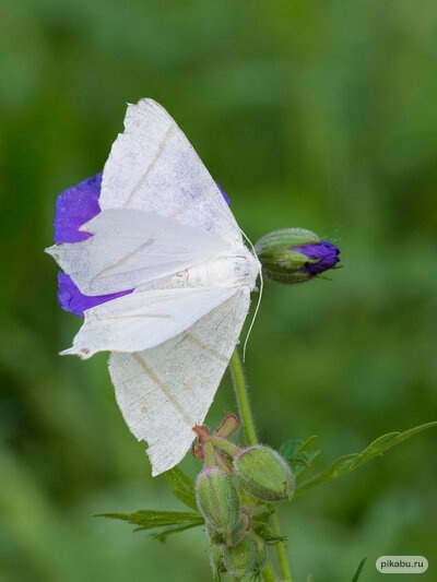 Beautiful - My, Insects, Butterfly, Help me find, Biology, Longpost