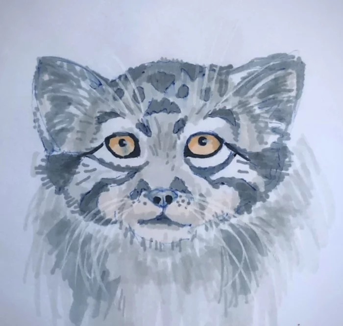 Response to the post I tried to draw a manula to participate in the pan-Pikabukovo ironing of manuls - My, Pallas' cat, Pet the cat, Drawing, Small cats, Cat family, Predatory animals, Reply to post