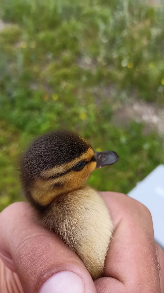 Wild ducklings - Nature, beauty, The rescue, Ducklings, Duck