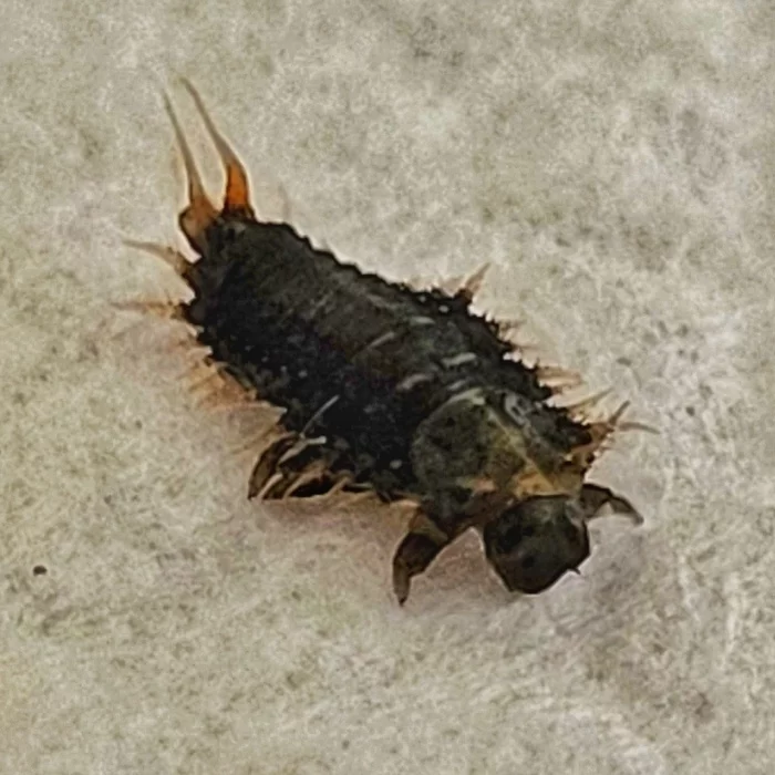 What kind of beast is this? - My, Жуки, Larva, What's this?, Identification, Video, Soundless