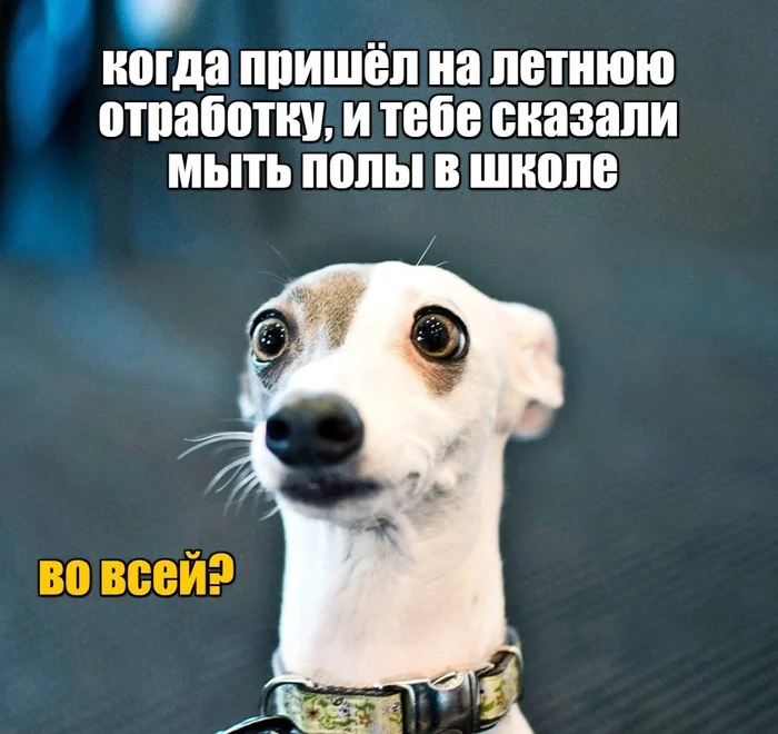 Probably the most unpleasant memory of school is the day of duty)) - My, Dog, School, Duty, Cleaning, Memes, Humor, Picture with text