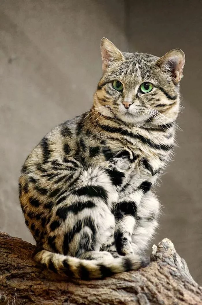 South African Blackfoot Cat - Small cats, Black-footed cat, Cat family, Predatory animals, Wild animals, The photo